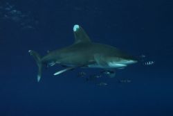 longimanus shark, elphinstone reef by Helmy Mohamed 